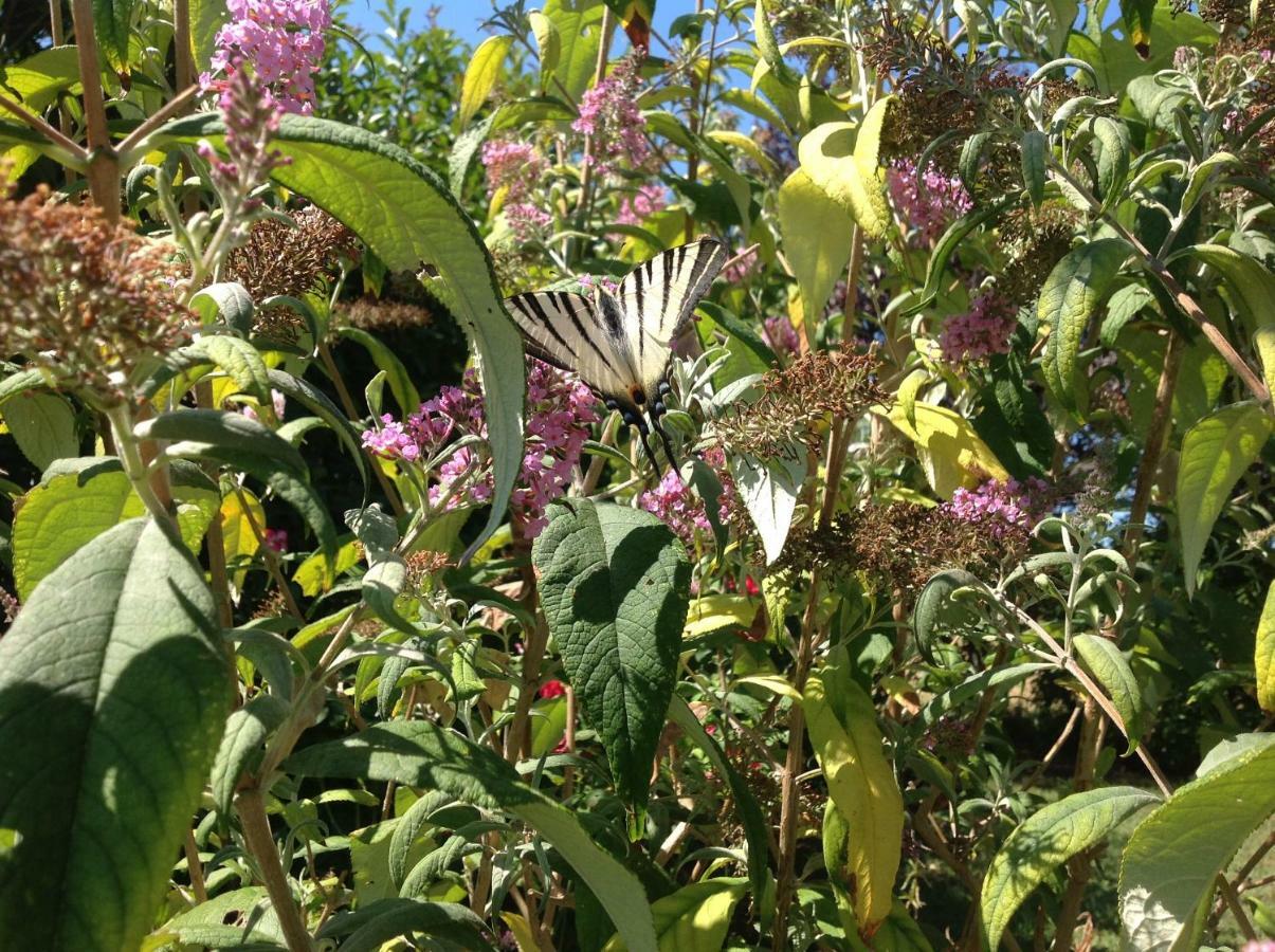 קמאיורה Villa Fioccomare מראה חיצוני תמונה